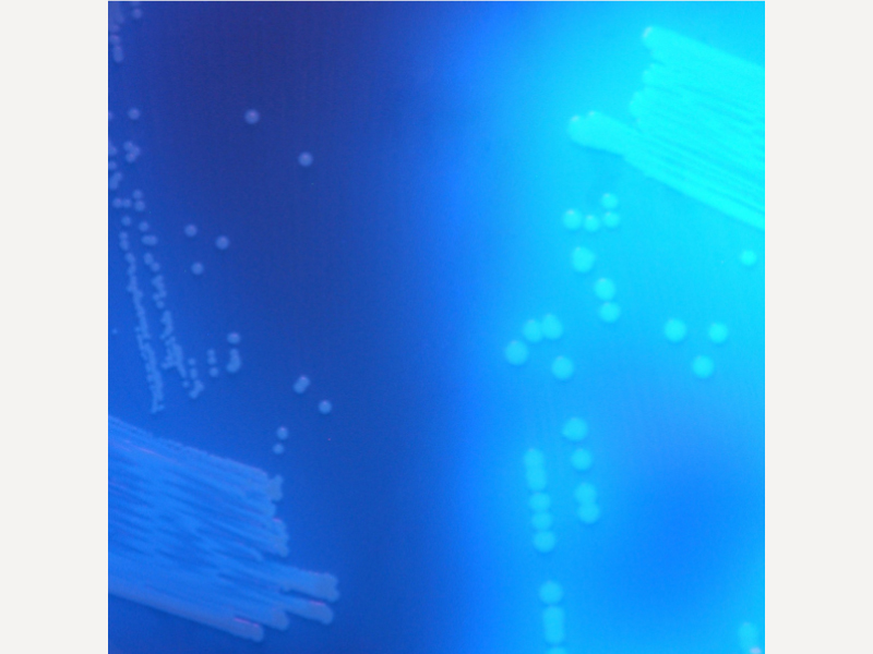 艱難梭菌培養基