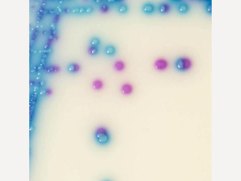 抗萬古黴素腸球菌培養基