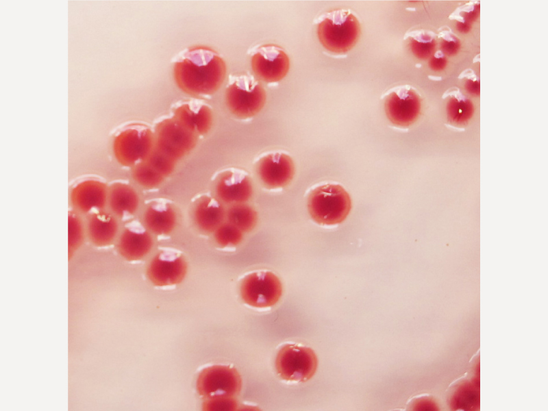 不動桿菌屬培養基