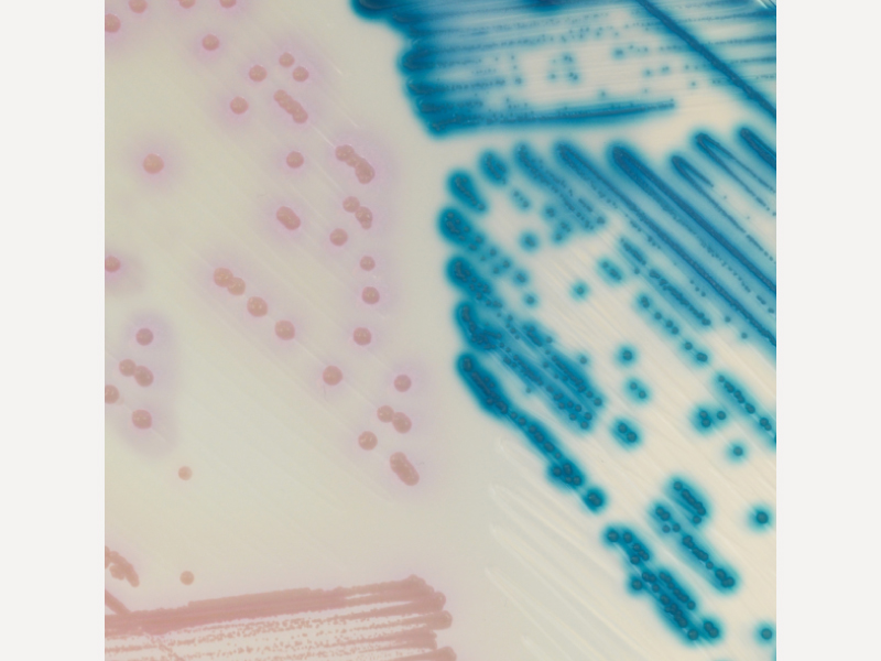 抗利奈唑胺菌培養基