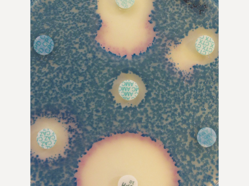 MH Orientation 培養基