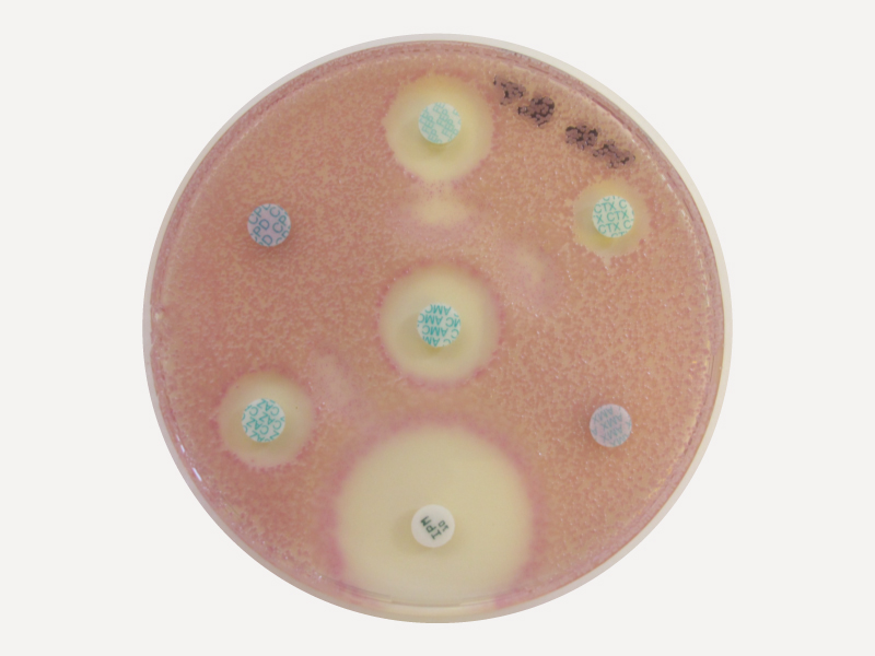 MH Orientation 培養基