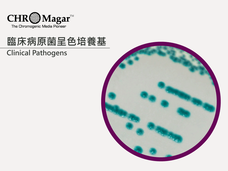臨床病原菌呈色培養基