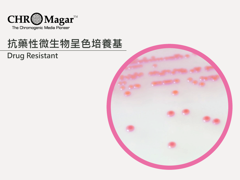 抗藥性菌株呈色培養基